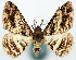  (Myrioblephara vivida ab. brunnea - CCDB-11877_B06)  @11 [ ] CreativeCommons - Attribution (2014) David Polluck Centre for Biodiversity Genomics