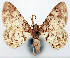 (Myrioblephara sp. 03 - CCDB-11877_C01)  @11 [ ] CreativeCommons - Attribution (2014) David Polluck Centre for Biodiversity Genomics