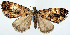  (Psilalcis costimacula - CCDB-11877_D05)  @11 [ ] CreativeCommons - Attribution (2014) David Polluck Centre for Biodiversity Genomics