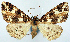  (Psilalcis complicata - CCDB-11877_D07)  @11 [ ] CreativeCommons - Attribution (2014) David Polluck Centre for Biodiversity Genomics