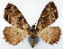  (Psilalcis discata alterata - CCDB-11877_E01)  @11 [ ] CreativeCommons - Attribution (2014) David Polluck Centre for Biodiversity Genomics