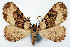  (Psilalcis discata albiclausia - CCDB-11877_E02)  @11 [ ] CreativeCommons - Attribution (2014) David Polluck Centre for Biodiversity Genomics
