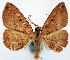  (Psilalcis junctilinea ab. punctata - CCDB-11877_E09)  @11 [ ] CreativeCommons - Attribution (2014) David Polluck Centre for Biodiversity Genomics