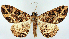  (Psilalcis lituata - CCDB-11877_E11)  @11 [ ] CreativeCommons - Attribution (2014) David Polluck Centre for Biodiversity Genomics