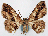  (Psilalcis ocellata ab. obliquifascia - CCDB-11877_F02)  @11 [ ] CreativeCommons - Attribution (2014) David Polluck Centre for Biodiversity Genomics
