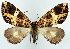  (Psilalcis pseudomelanoscia - CCDB-11877_F05)  @11 [ ] CreativeCommons - Attribution (2014) David Polluck Centre for Biodiversity Genomics