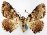  (Psilalcis palumbina - CCDB-11877_F10)  @11 [ ] CreativeCommons - Attribution (2014) David Polluck Centre for Biodiversity Genomics