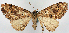  (Psilalcis polycnema - CCDB-11877_F12)  @11 [ ] CreativeCommons - Attribution (2014) David Polluck Centre for Biodiversity Genomics