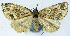  (Paralcidia albistrigula - CCDB-11877_G11)  @11 [ ] CreativeCommons - Attribution (2014) David Polluck Centre for Biodiversity Genomics