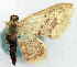  (Idaea sarcozona - CCDB-16669_H08)  @11 [ ] CreativeCommons - Attribution (2014) David Polluck Centre for Biodiversity Genomics