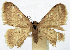  (Idaea sericeipennis - CCDB-11876-H05)  @11 [ ] CreativeCommons - Attribution (2014) David Polluck Centre for Biodiversity Genomics