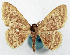  (Idaea biagata - CCDB-16669_F02)  @11 [ ] CreativeCommons - Attribution (2014) David Polluck Centre for Biodiversity Genomics