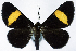  (Craspedosis latefasciata - CCDB-16636_D04)  @11 [ ] CreativeCommons - Attribution (2014) David Polluck Centre for Biodiversity Genomics