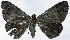  (Craspedosis funebris - CCDB-16636_D05)  @11 [ ] CreativeCommons - Attribution (2014) David Polluck Centre for Biodiversity Genomics