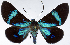  (Milionia basicyanea - CCDB-16634_B06)  @11 [ ] CreativeCommons - Attribution (2014) David Polluck Centre for Biodiversity Genomics