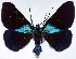  (Milionia callima - CCDB-16634_B08)  @11 [ ] CreativeCommons - Attribution (2014) David Polluck Centre for Biodiversity Genomics