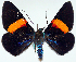  ( - CCDB-16634_D02)  @11 [ ] CreativeCommons - Attribution (2014) David Polluck Centre for Biodiversity Genomics