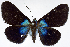  (Milionia illustris - CCDB-16634_D10)  @11 [ ] CreativeCommons - Attribution (2014) David Polluck Centre for Biodiversity Genomics