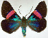  (Milionia lamprima - CCDB-16634_E02)  @11 [ ] CreativeCommons - Attribution (2014) David Polluck Centre for Biodiversity Genomics