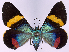  (Milionia paradisea - CCDB-16634_F03)  @11 [ ] CreativeCommons - Attribution (2014) David Polluck Centre for Biodiversity Genomics