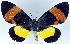  (Milionia brevipennis - CCDB-16636_G11)  @11 [ ] CreativeCommons - Attribution (2014) David Polluck Centre for Biodiversity Genomics