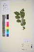  ( - TROM_V_148450_sg)  @11 [ ] CreativeCommons - Attribution Non-Commercial Share-Alike (2016) Unspecified Tromsø University Museum