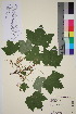  (Ribes spicatum - TROM_V_134577_sg)  @11 [ ] CreativeCommons - Attribution Non-Commercial Share-Alike (2016) Unspecified Tromso University Museum