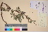  (Salix chamissonis - TROM_V_135899_sg)  @11 [ ] CreativeCommons - Attribution Non-Commercial Share-Alike (2017) Unspecified Tromsø University Museum