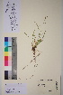  (Carex viridula var. scotica - TROM_V_136105_sg)  @11 [ ] CreativeCommons - Attribution Non-Commercial Share-Alike (2017) Unspecified Tromsø University Museum