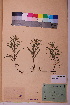  (Pentanema ensifolium - TROM_V_142384_sg)  @11 [ ] CreativeCommons - Attribution Non-Commercial Share-Alike (2018) Unspecified Tromsø University Museum