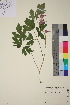  (Lamprocapnos spectabilis - TROM_V_148775_sg)  @11 [ ] CreativeCommons - Attribution Non-Commercial Share-Alike (2018) Unspecified Tromsø University Museum