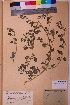  (Chenopodium karoi - TROM_V_161552_sg)  @11 [ ] CreativeCommons - Attribution Non-Commercial Share-Alike (2018) Unspecified Tromsø University Museum