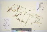  (Calamagrostis neglecta - TROM_V_162257_sg)  @11 [ ] CreativeCommons - Attribution Non-Commercial Share-Alike (2016) Unspecified Tromso University Museum