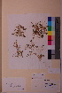  (Elatine spathulata - TROM_V_164313_sg)  @11 [ ] CreativeCommons - Attribution Non-Commercial Share-Alike (2018) Unspecified Tromsø University Museum