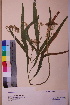  (Falcaria vulgaris - TROM_V_167118_sg)  @11 [ ] CreativeCommons - Attribution Non-Commercial Share-Alike (2018) Unspecified Tromsø University Museum