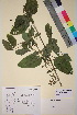  (Scrophularia - TROM_V_171595_sg)  @11 [ ] CreativeCommons - Attribution Non-Commercial Share-Alike (2018) Unspecified Tromsø University Museum