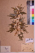  (Xanthium spinosum - TROM_V_172062_sg)  @11 [ ] CreativeCommons - Attribution Non-Commercial Share-Alike (2018) Unspecified Tromsø University Museum