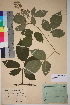  (Rubus radula - TROM_V_173397_sg)  @11 [ ] CreativeCommons - Attribution Non-Commercial Share-Alike (2018) Unspecified Tromsø University Museum