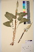  (Arum orientale - TROM_V_48676_sg)  @11 [ ] CreativeCommons - Attribution Non-Commercial Share-Alike (2017) Unspecified Tromsø University Museum