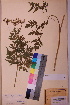  ( - TROM_V_54246_sg)  @11 [ ] CreativeCommons - Attribution Non-Commercial Share-Alike (2018) Unspecified Tromsø University Museum