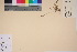  (Phippsia - TROM_V_55017_sg)  @11 [ ] CreativeCommons - Attribution Non-Commercial Share-Alike (2017) Unspecified Tromsø University Museum