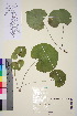  (Viola mirabilis - TROM_V_651589_sg)  @11 [ ] CreativeCommons - Attribution Non-Commercial Share-Alike (2015) Unspecified Tromsø University Museum