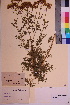  (Achillea nobilis - TROM_V_68272_sg)  @11 [ ] CreativeCommons - Attribution Non-Commercial Share-Alike (2018) Unspecified Tromsø University Museum