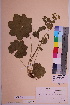  (Alchemilla taernaensis - TROM_V_68918_sg)  @11 [ ] CreativeCommons - Attribution Non-Commercial Share-Alike (2018) Unspecified Tromsø University Museum