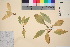  ( - TROM_V_72314_sg)  @11 [ ] CreativeCommons - Attribution Non-Commercial Share-Alike (2016) Unspecified Tromso University Museum