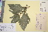  (Amaranthus - TROM_V_80050_sg)  @11 [ ] CreativeCommons - Attribution Non-Commercial Share-Alike (2016) Unspecified Tromso University Museum
