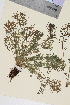  (Tripleurospermum maritimum ssp subpolare - TROM_V_80637_sg)  @11 [ ] CreativeCommons - Attribution Non-Commercial Share-Alike (2015) Unspecified Tromsø University Museum