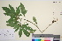  (Cannabis sativa - TROM_V_962807_sg)  @11 [ ] CreativeCommons - Attribution Non-Commercial Share-Alike (2016) Unspecified Tromso University Museum