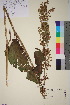  (Rumex confertus - TROM_V_964589_sg)  @11 [ ] CreativeCommons - Attribution Non-Commercial Share-Alike (2018) Unspecified Tromsø University Museum