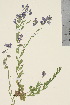  (Polygala amarella - TROM_V_965163_sg)  @11 [ ] CreativeCommons - Attribution Non-Commercial Share-Alike (2016) Unspecified Tromso University Museum